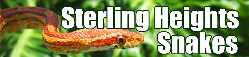 Sterling Heights snake